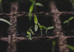 jardinerie ecologique nimes-permaculture gard-compost occitanie-engrais organique nimes-graines biologiques gard-filtration de l eau occitanie-semences biologiques nimes