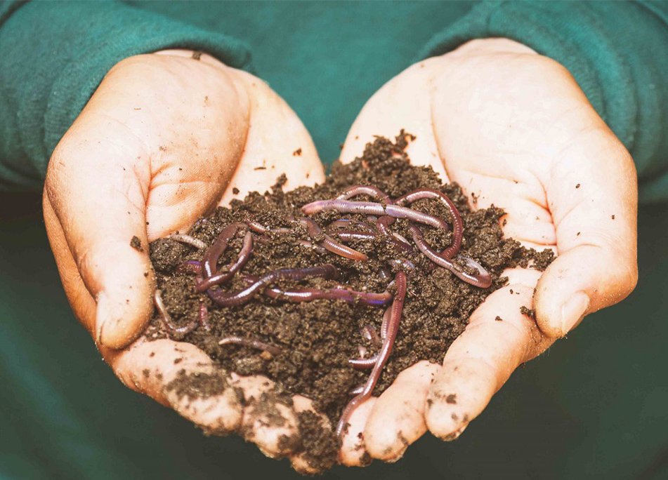 jardinerie ecologique nimes-permaculture gard-compost occitanie-engrais organique nimes-graines biologiques gard-filtration de l eau occitanie-semences biologiques nimes