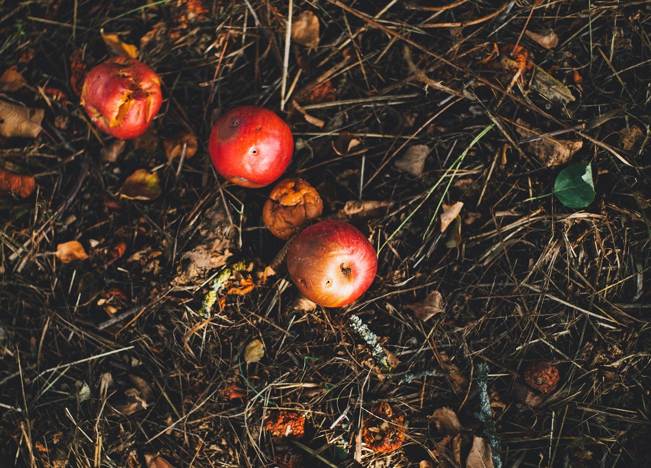 jardinerie ecologique nimes-permaculture gard-compost occitanie-engrais organique nimes-graines biologiques gard-filtration de l eau occitanie-semences biologiques nimes