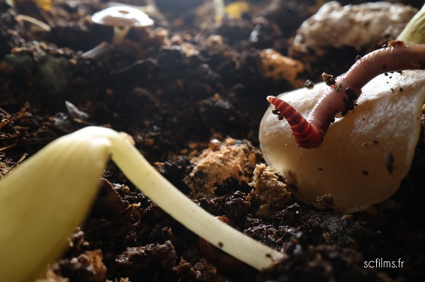 jardinerie ecologique nimes-permaculture gard-compost occitanie-engrais organique nimes-graines biologiques gard-filtration de l eau occitanie-semences biologiques nimes