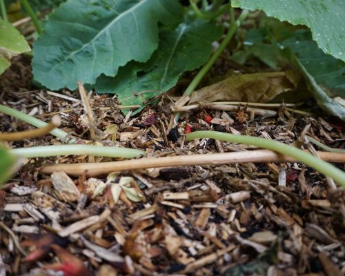 Paillage_chanvre_nimes_2 jardinerie ecologique nimes-permaculture gard-compost occitanie-engrais organique nimes-graines biologiques gard-filtration de l eau occitanie-semences biologiques nimes