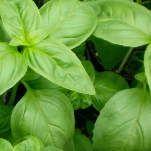 jardinerie ecologique nimes-permaculture gard-compost occitanie-engrais organique nimes-graines biologiques gard-filtration de l eau occitanie-semences biologiques nimes