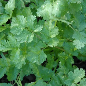 Graines de coriandre "Pokey Joe"