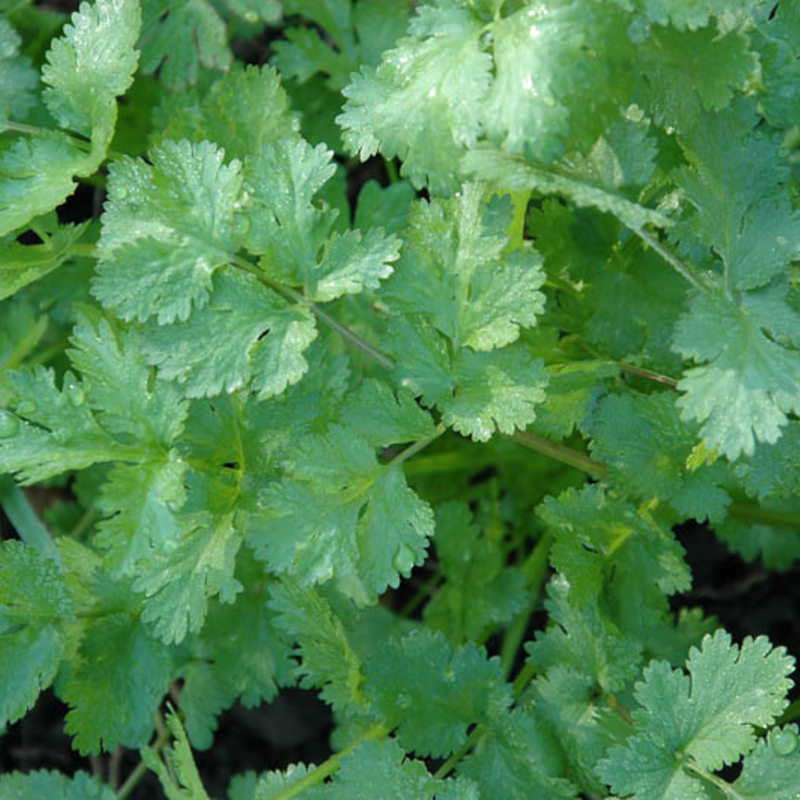 Graines de coriandre "Pokey Joe"