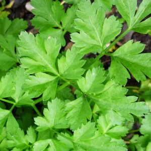 Graines de persil "Géant d'Italie"