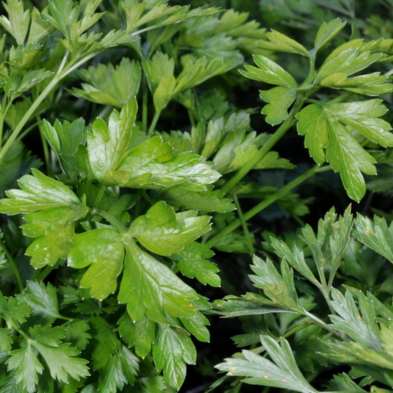 Graines de persil "Simple" – Image 2