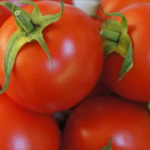 Graines de tomate rouge "Saint Pierre"