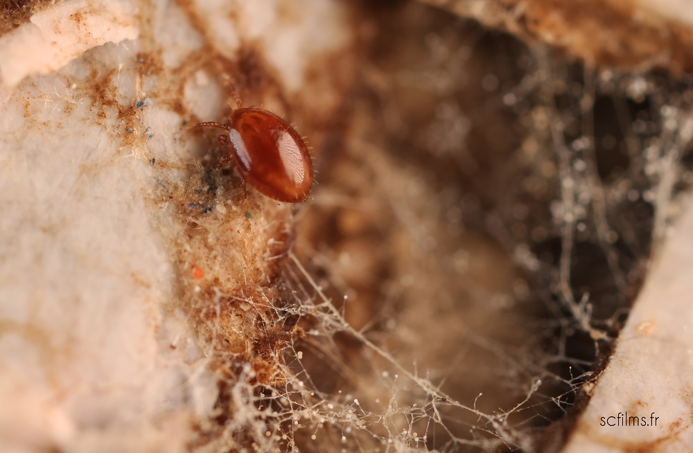 jardinerie ecologique nimes-permaculture gard-compost occitanie-engrais organique nimes-graines biologiques gard-filtration de l eau occitanie-semences biologiques nimes