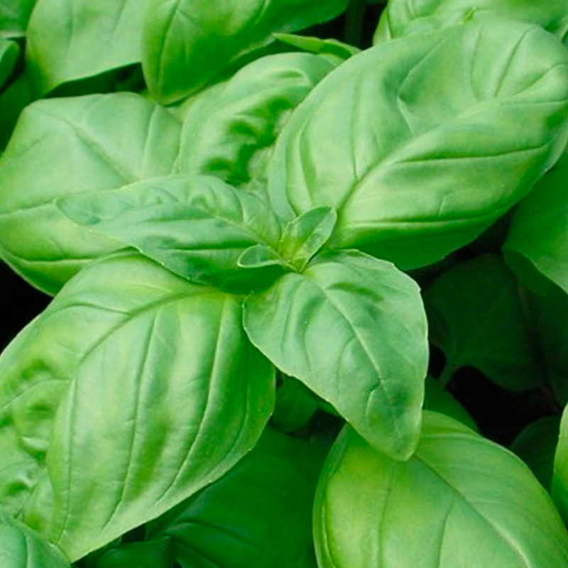 Graines de basilic "Grand Vert"