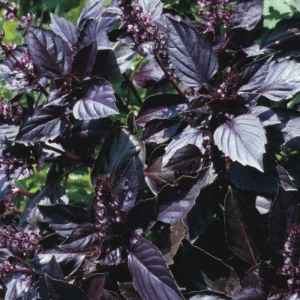 jardinerie ecologique nimes-permaculture gard-compost occitanie-engrais organique nimes-graines biologiques gard-filtration de l eau occitanie-semences biologiques nimes