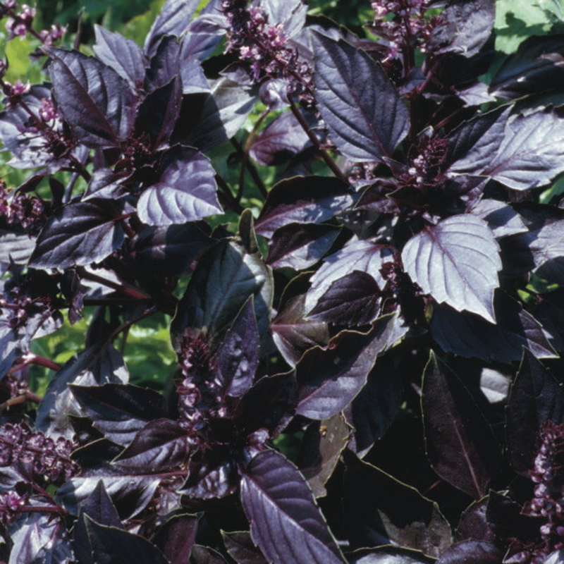 jardinerie ecologique nimes-permaculture gard-compost occitanie-engrais organique nimes-graines biologiques gard-filtration de l eau occitanie-semences biologiques nimes