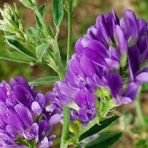 jardinerie ecologique nimes-permaculture gard-compost occitanie-engrais organique nimes-graines biologiques gard-filtration de l eau occitanie-semences biologiques nimes
