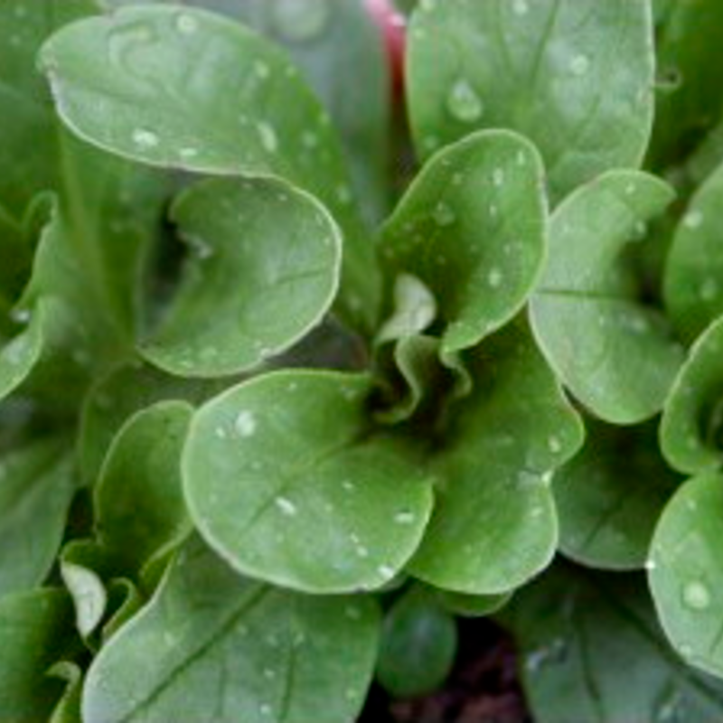 Graines de mâche "Vit"