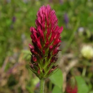 Graines de trèfle "Rouge Incarnat"