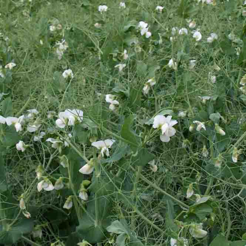 jardinerie ecologique nimes-permaculture gard-compost occitanie-engrais organique nimes-graines biologiques gard-filtration de l eau occitanie-semences biologiques nimes