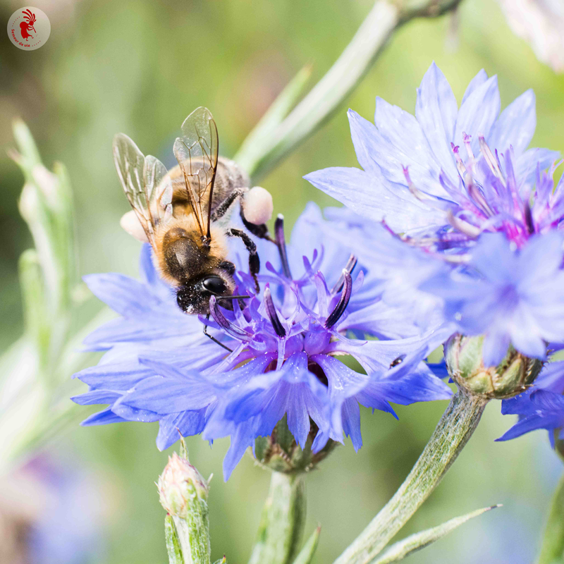 jardinerie ecologique nimes-permaculture gard-compost occitanie-engrais organique nimes-graines biologiques gard-filtration de l eau occitanie-semences biologiques nimes