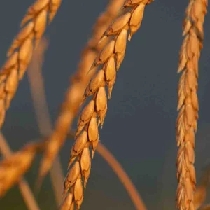 jardinerie ecologique nimes-permaculture gard-compost occitanie-engrais organique nimes-graines biologiques gard-filtration de l eau occitanie-semences biologiques nimes