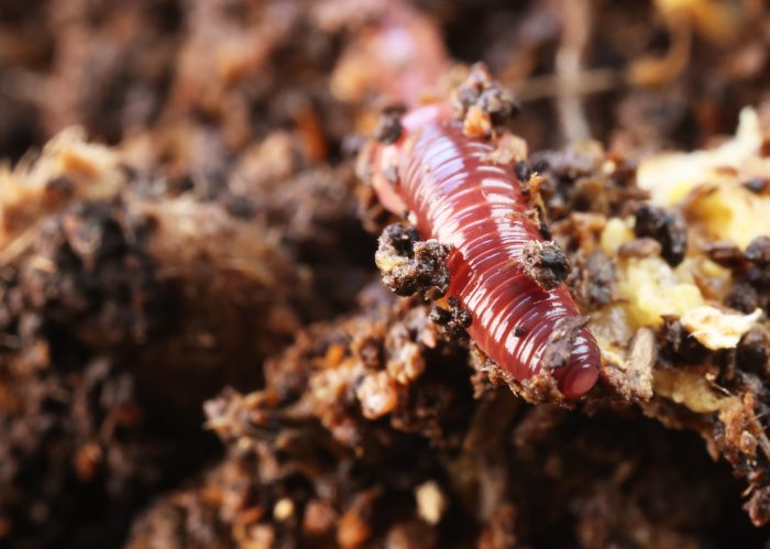 jardinerie ecologique nimes-permaculture gard-compost occitanie-engrais organique nimes-graines biologiques gard-filtration de l eau occitanie-semences biologiques nimes