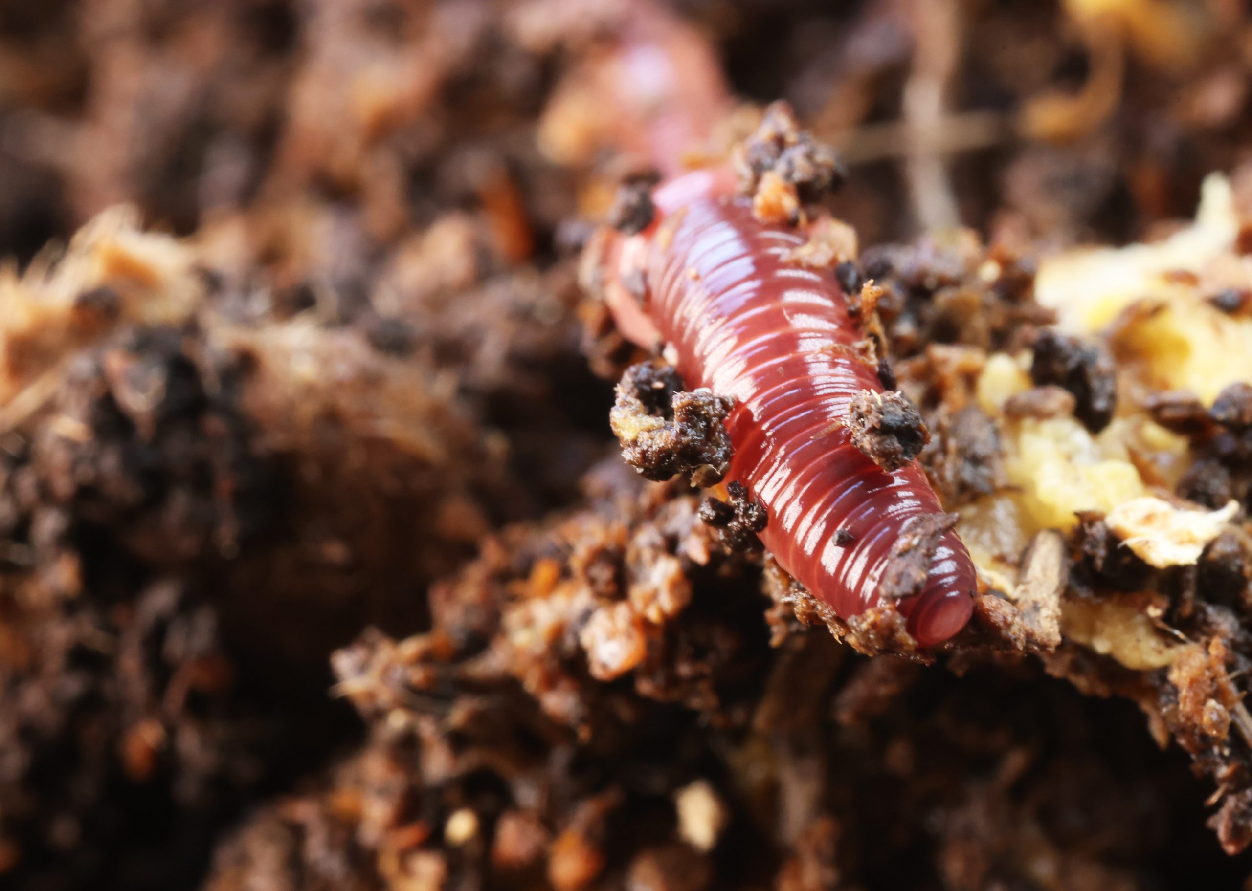 jardinerie ecologique nimes-permaculture gard-compost occitanie-engrais organique nimes-graines biologiques gard-filtration de l eau occitanie-semences biologiques nimes