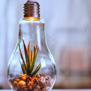 Lampes horticoles LED