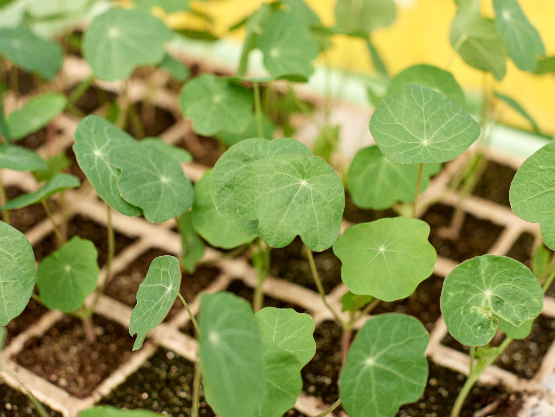 jardinerie ecologique nimes-permaculture gard-compost occitanie-engrais organique nimes-graines biologiques gard-filtration de l eau occitanie-semences biologiques nimes