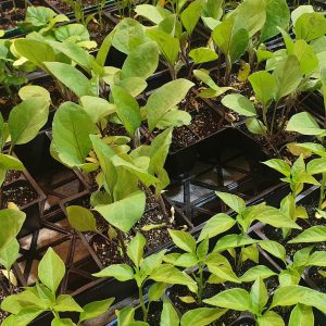 Plants biologiques et reproductibles