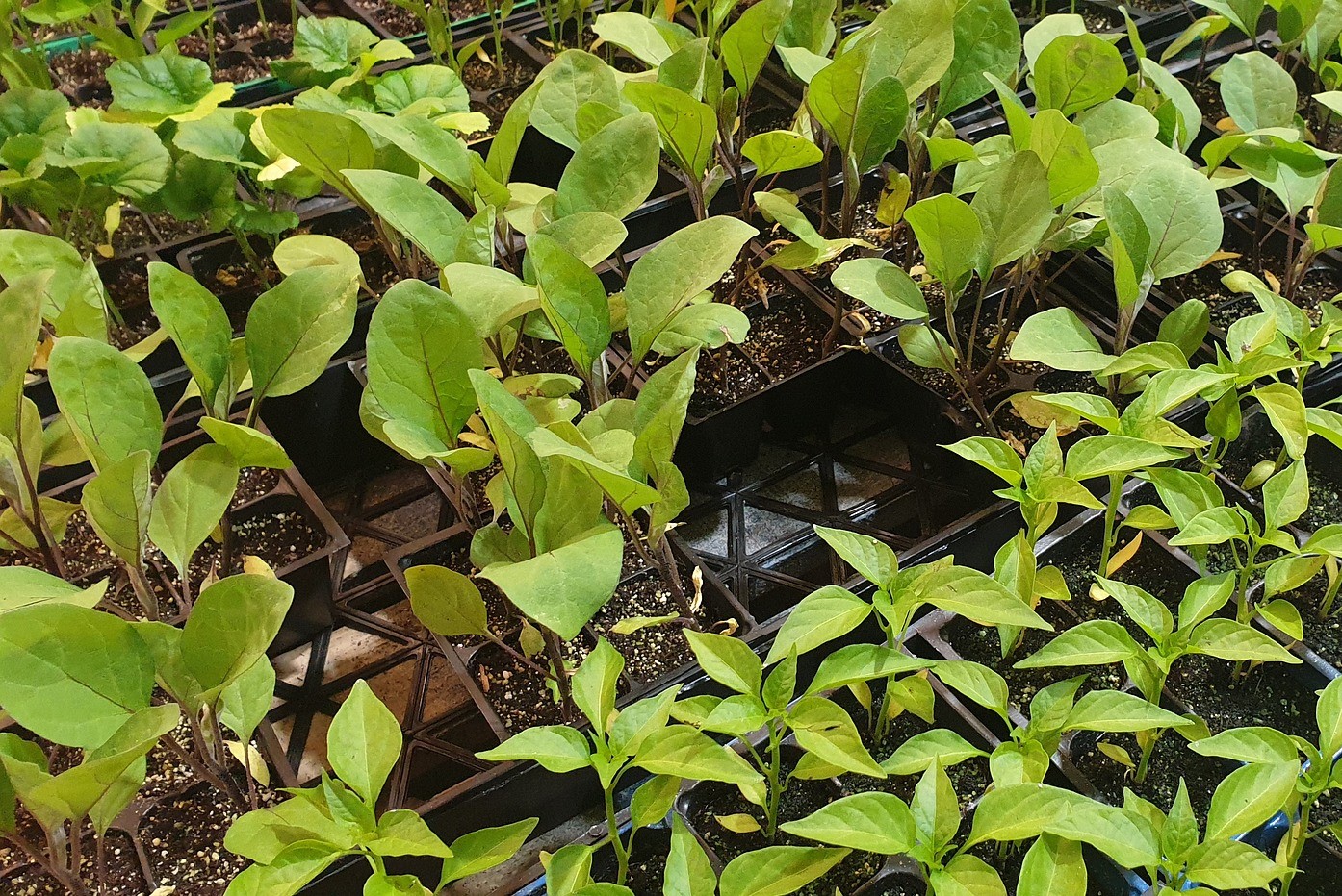 jardinerie ecologique nimes-permaculture gard-compost occitanie-engrais organique nimes-graines biologiques gard-filtration de l eau occitanie-semences biologiques nimes