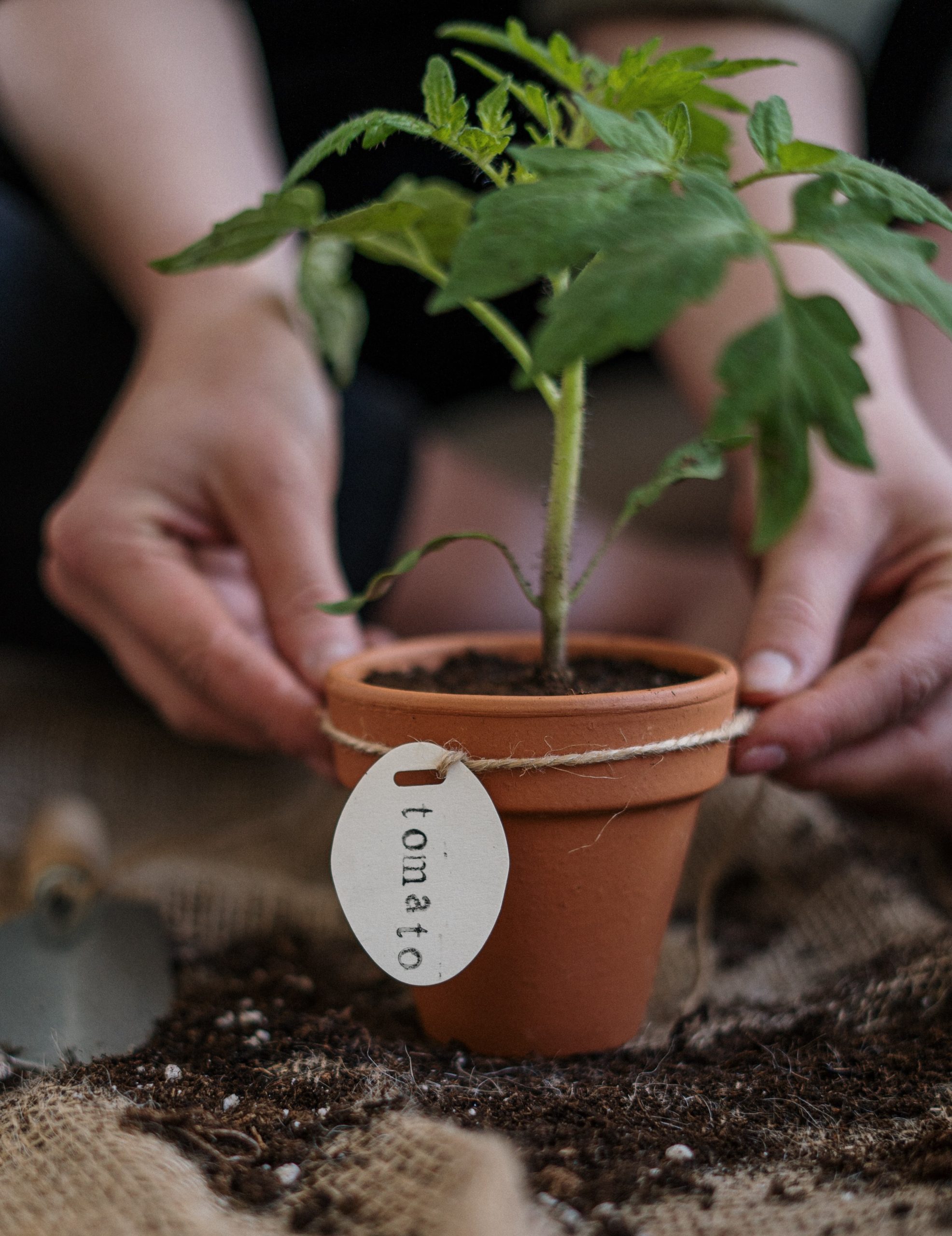 jardinerie ecologique nimes-permaculture gard-compost occitanie-engrais organique nimes-graines biologiques gard-filtration de l eau occitanie-semences biologiques nimes