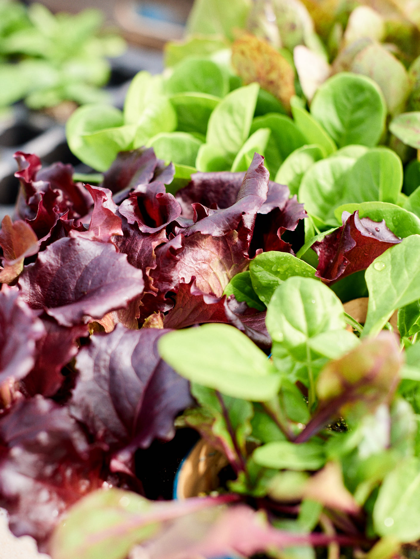 jardinerie ecologique nimes-permaculture gard-compost occitanie-engrais organique nimes-graines biologiques gard-filtration de l eau occitanie-semences biologiques nimes