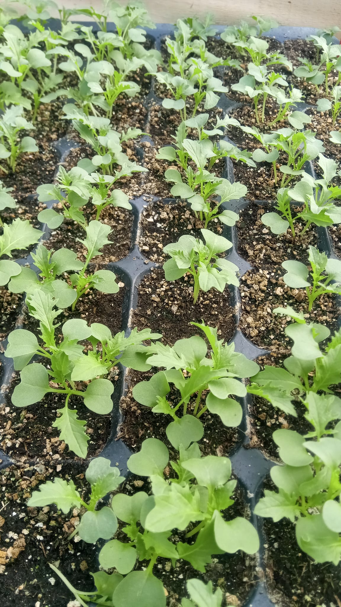 jardinerie ecologique nimes-permaculture gard-compost occitanie-engrais organique nimes-graines biologiques gard-filtration de l eau occitanie-semences biologiques nimes