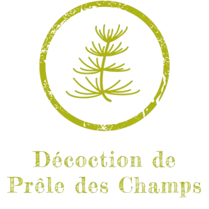 Décoction de Prêle des Champs