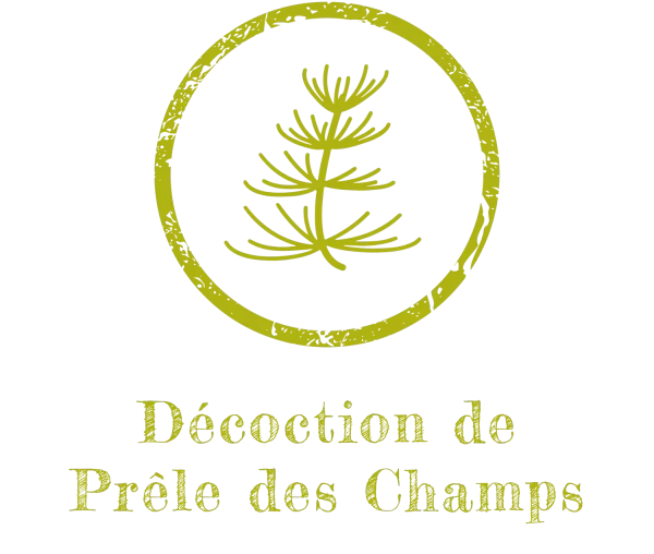Décoction de Prêle des Champs