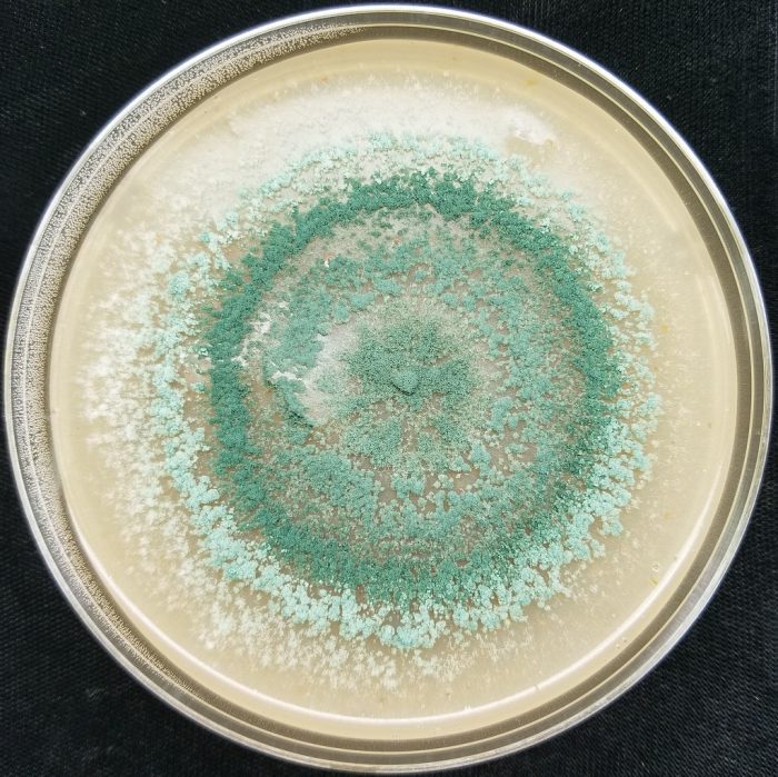 Trichoderma